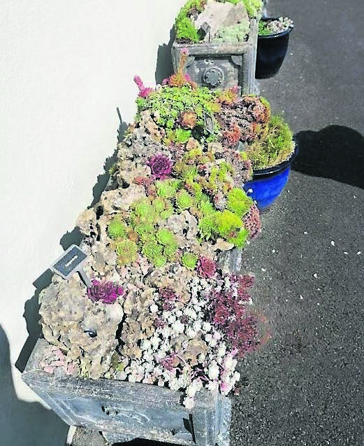 One of the many troughs at Coolwater Garden, here planted up with Sempervivum One of the many troughs at Coolwater Garden, here planted up with Sempervivum