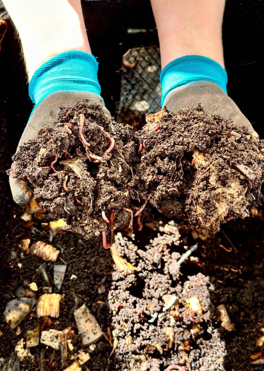 Attendees at the seed library launch looked at worms in action in the compost. Picture: Kate Ryan
Attendees at the seed library launch looked at worms in action in the compost. Picture: Kate Ryan