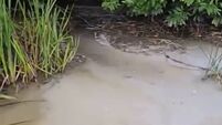 Investigation launched after white discharge spotted in North Cork river