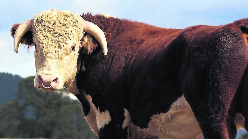 Down the generations, locals long had a beef with our bull! Down the generations, locals long had a beef with our bull!