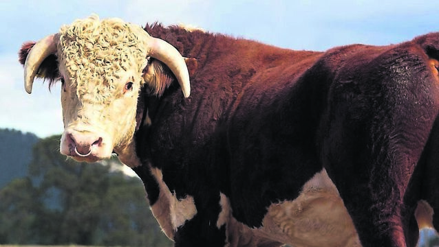 <p class="contextmenu internal_Caption">Tales of a mad bull on John Arnold’s family farm have cascaded down the generations</p>