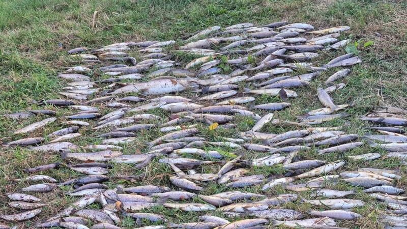 EPA says it has yet to identify what killed thousands of fish on Cork river