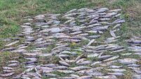 EPA says it has yet to identify what killed thousands of fish on Cork river