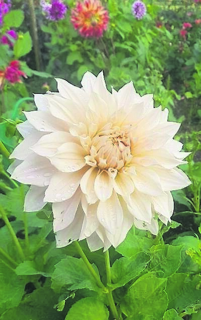 Dahlia ‘Cafe Ole’ is hard to beat for the size and colour of the flower at this time of year