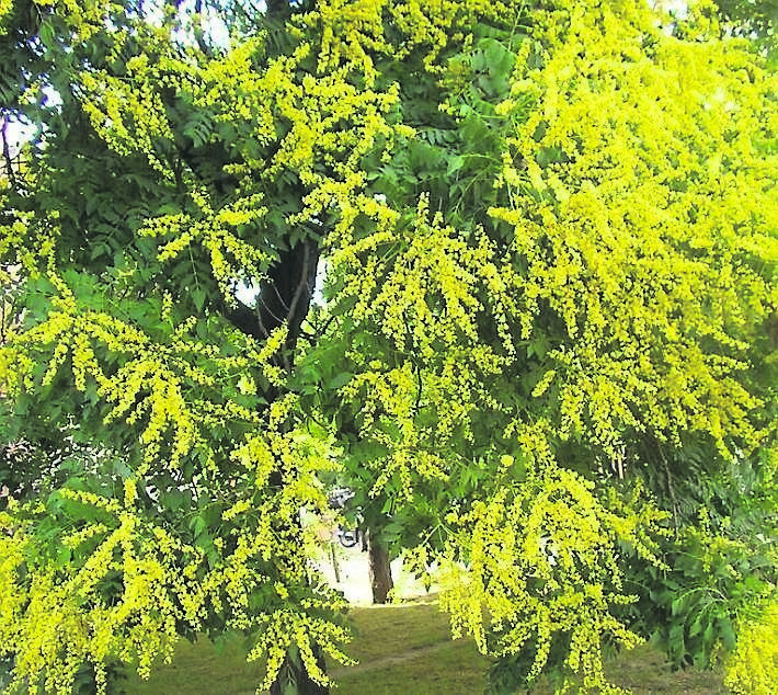 Koelreuteria paniculata produces beautiful sprays of yellow flowers in spring. See Plant of the Week