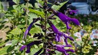 Fruity bounty in the garden - and it's time to take cuttings for next year