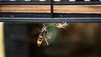 SPAIN-ENVIRONMENT-ANIMAL-PESTS