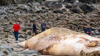 'Man-made impacts' could be why fin whale beached in Cork