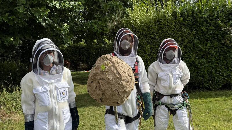 Second Asian hornet nest discovered in Cork as first is ‘safely removed’