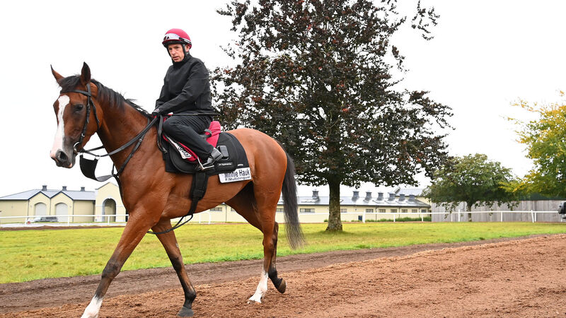 Cork Racecourse Mallow provides the only horseracing on Wednesday Cork Racecourse Mallow provides the only horseracing on Wednesday