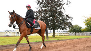 <p>Minnie Hauk after exercise for trainer Aidan O'Brien.</p>