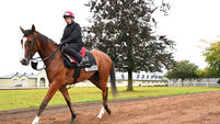 Cork Racecourse Mallow provides the only horseracing on Wednesday