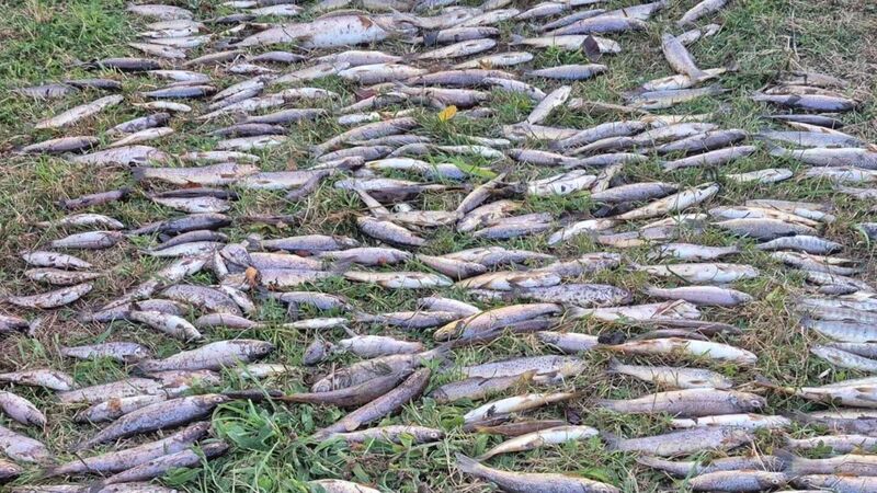 Lab results on Blackwater fish kill due this week Lab results on Blackwater fish kill due this week