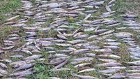 Lab results on Blackwater fish kill due this week