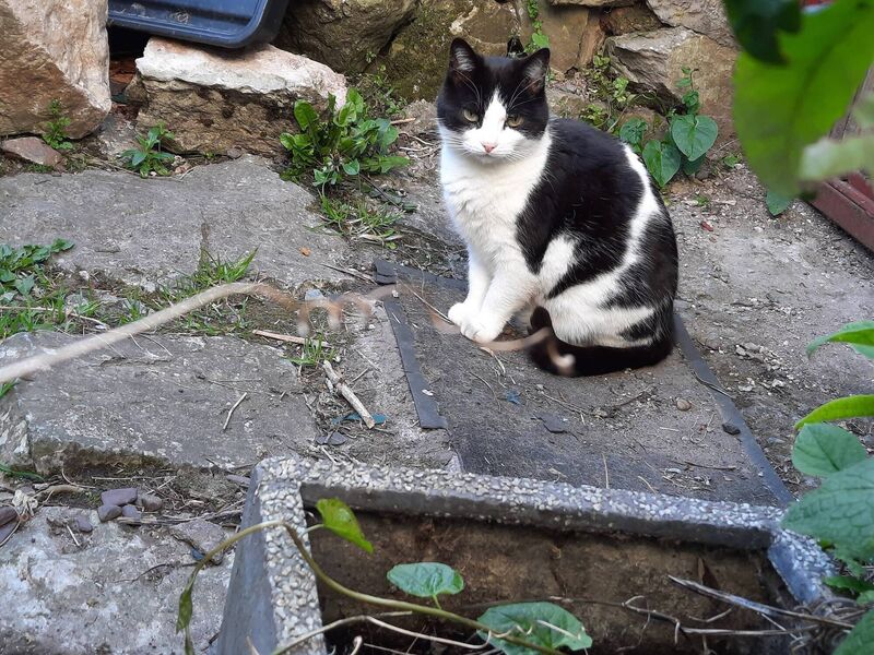 Belle has been missing from Convent Ave since September 5. Please contact 087-266-8189 with any information.