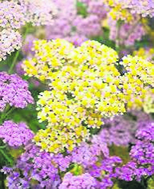 Achillea millefolium ‘Pastel Mix’ Achillea millefolium ‘Pastel Mix’