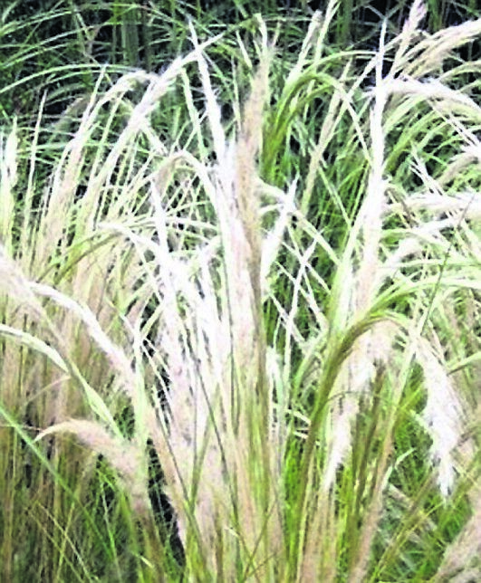 Stipa ‘Ichu’ or Peruvian Feather grass. See Plant of the Week Stipa ‘Ichu’ or Peruvian Feather grass. See Plant of the Week