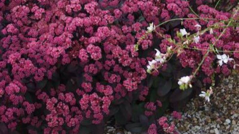 In the garden: Now is time to give consideration to the plants that suit our summers In the garden: Now is time to give consideration to the plants that suit our summers