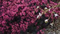 In the garden: Now is time to give consideration to the plants that suit our summers 