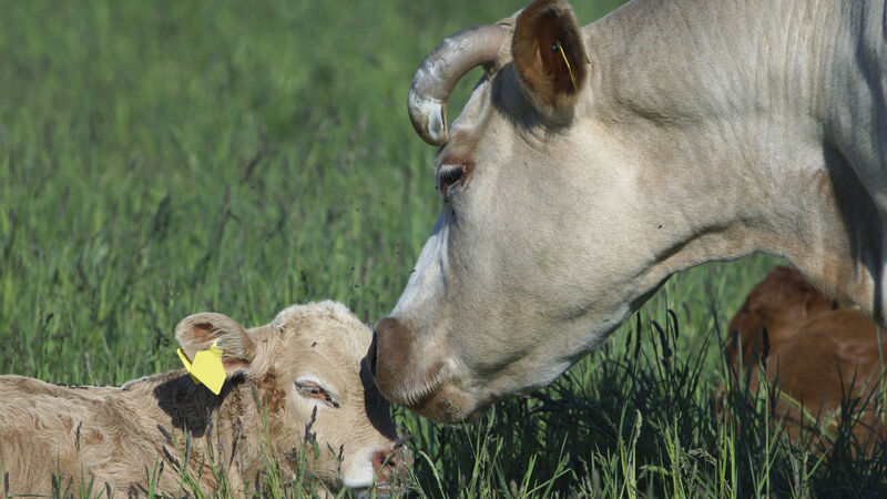Mart in Co Cork fined after RTÉ programme highlighted animal welfare breaches