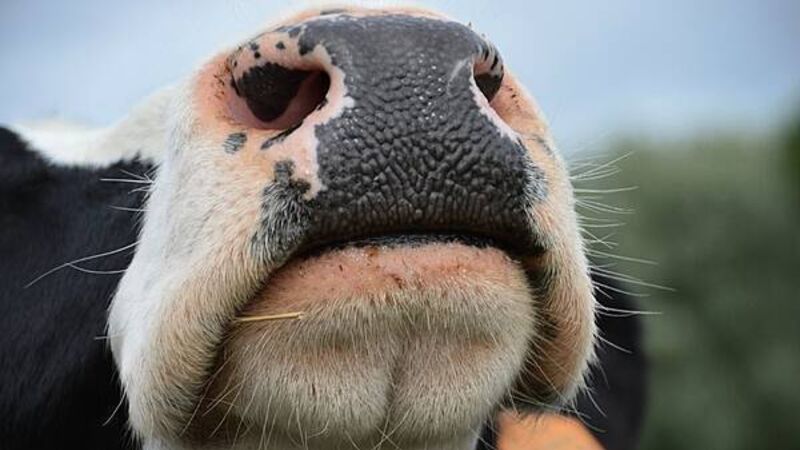 Cork Marts fined €4,250 after RTÉ programme highlighted animal welfare breaches