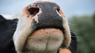 Cork Marts fined €4,250 after RTÉ programme highlighted animal welfare breaches