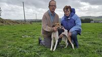 High Miss delivers top-class display in Garry O'Sullivan Memorial Senior Draghunt