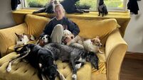 It's a dog's life... inside Cork’s new B&B just for hounds