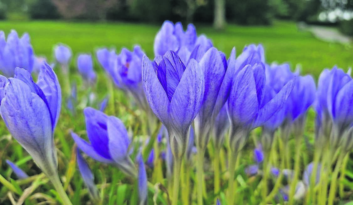 Crocus speciosus, or the autumn crocus, is making an appearance right now in the garden. See Plant of the Week Crocus speciosus, or the autumn crocus, is making an appearance right now in the garden. See Plant of the Week