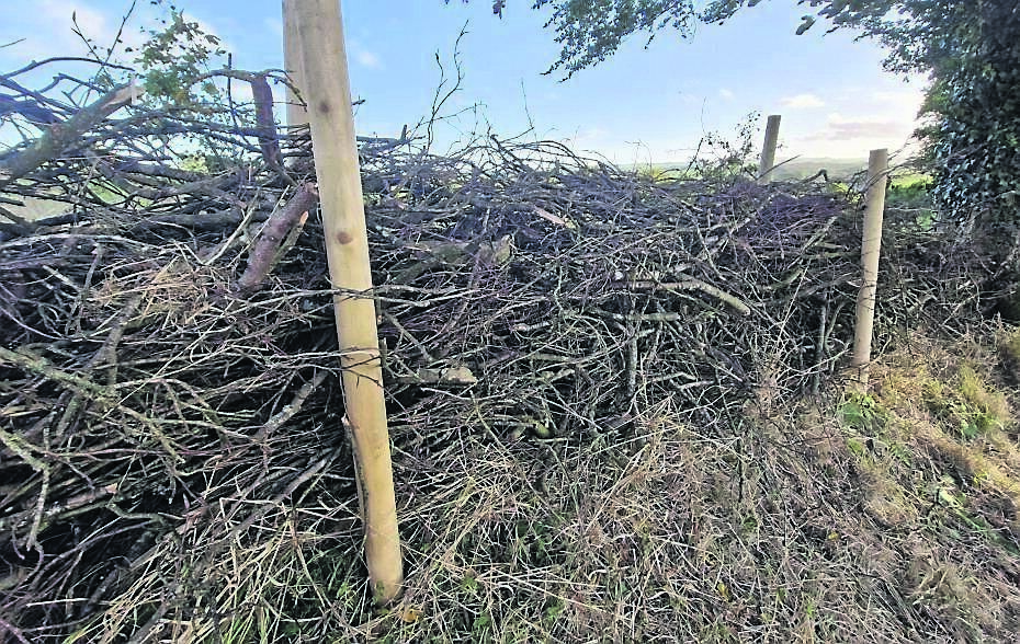 A recently constructed ‘dead hedge’ using timber posts and beech tree branches A recently constructed ‘dead hedge’ using timber posts and beech tree branches