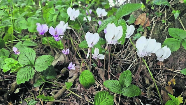 <p>Cyclamen hederifolium is one plant that indicates autumn in the garden</p>