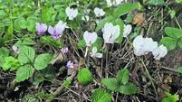 A plant that will always light up your garden in autumn