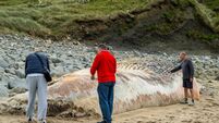 Body of fin whale buried at West Cork beach