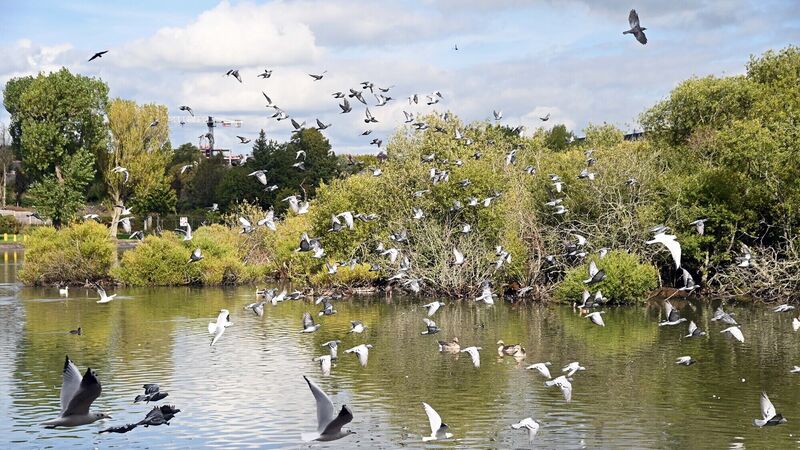 Bird flu outbreak confirmed at Cork city's The Lough