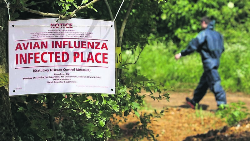 Bird flu at The Lough - what are the risks to people?