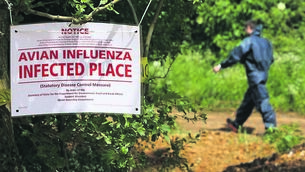 <p class="contextmenu internal_Caption">The scene of a bird flu outbreak in the UK. The disease has spread from Asia since the early 2000s</p>