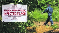 Chickens Test Positive For The H7 Strain Of Bird Flu