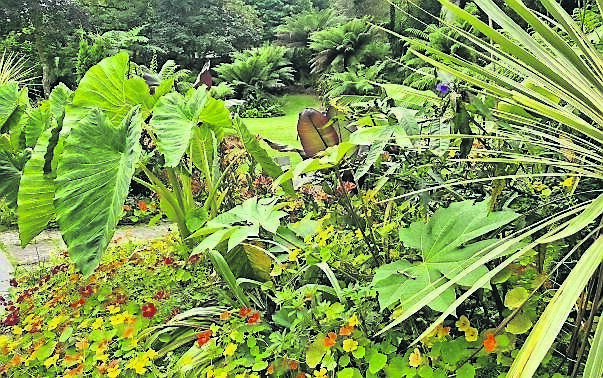  Tender plants like alocasia, cannas and bananas may need to be brought in before lower temperatures set in