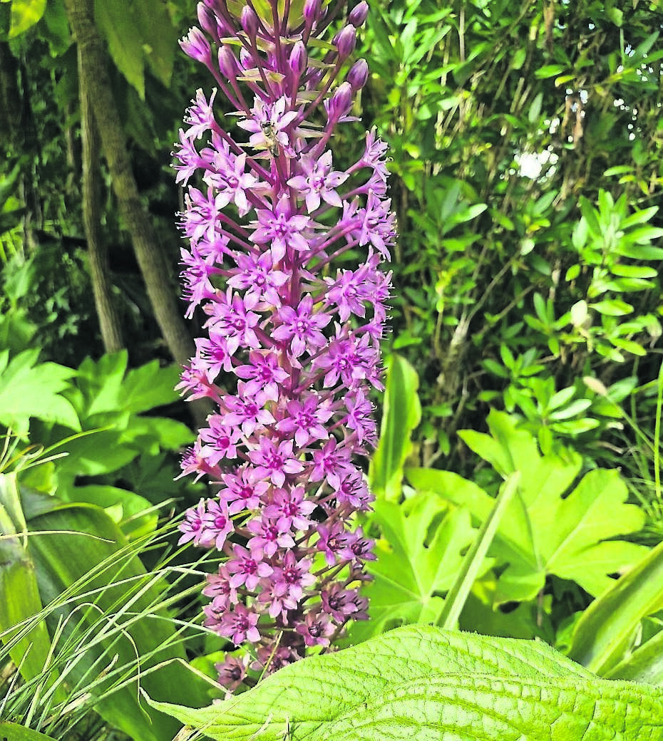 Pineapple Lily adding a splash of totally tropical colour this autumn. See Plant of the Week
