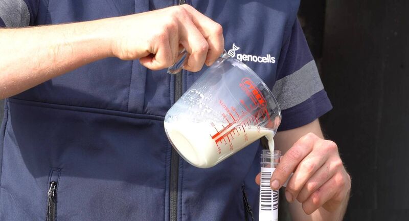 Genocells works by extracting DNA from somatic cells in the milk and comparing it with the genotypes of cows contributing to the bulk tank.