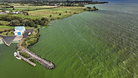 Blue-green algae on Lough Neagh
