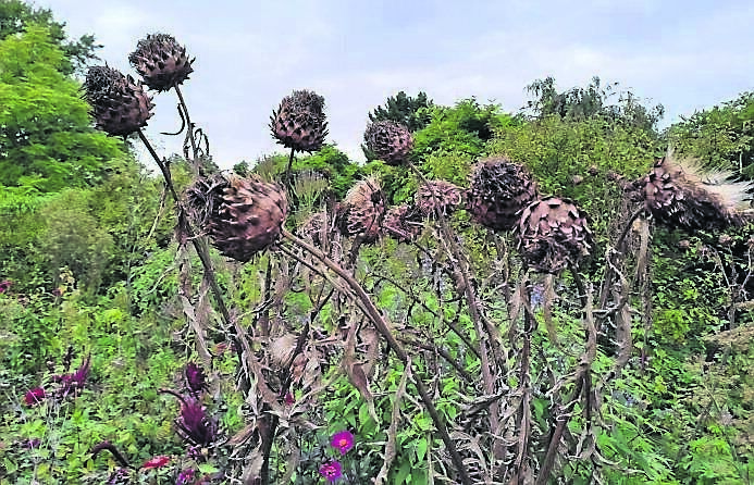 Elegant seed heads of the Globe Artichoke Elegant seed heads of the Globe Artichoke