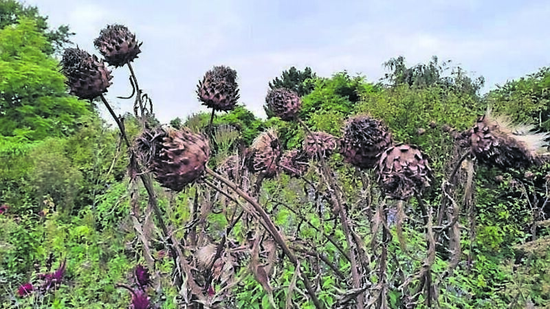 Five fabulous plants to have in your garden