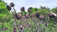 Five fabulous plants to have in your garden