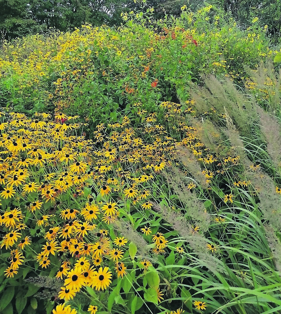 Rudbeckia and Calamagrostis in their autumn glory. Rudbeckia and Calamagrostis in their autumn glory.