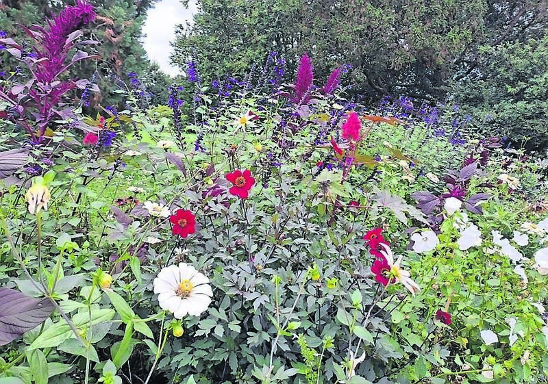 Summer splendour with Amaranth, Dahlias and Salvias