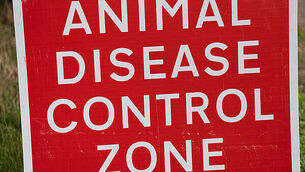 Bird flu outbreak