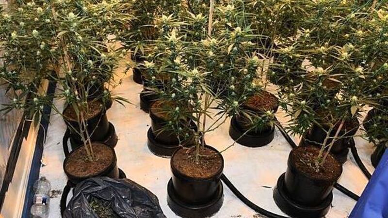 Two men (20s and 50s) arrested after €164,000 worth of cannabis seized in Wexford Two men (20s and 50s) arrested after €164,000 worth of cannabis seized in Wexford