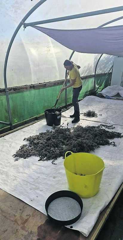 Debbie Gillies of ‘True Harvest Seeds’ drying borage seeds under shading in a polytunnel
