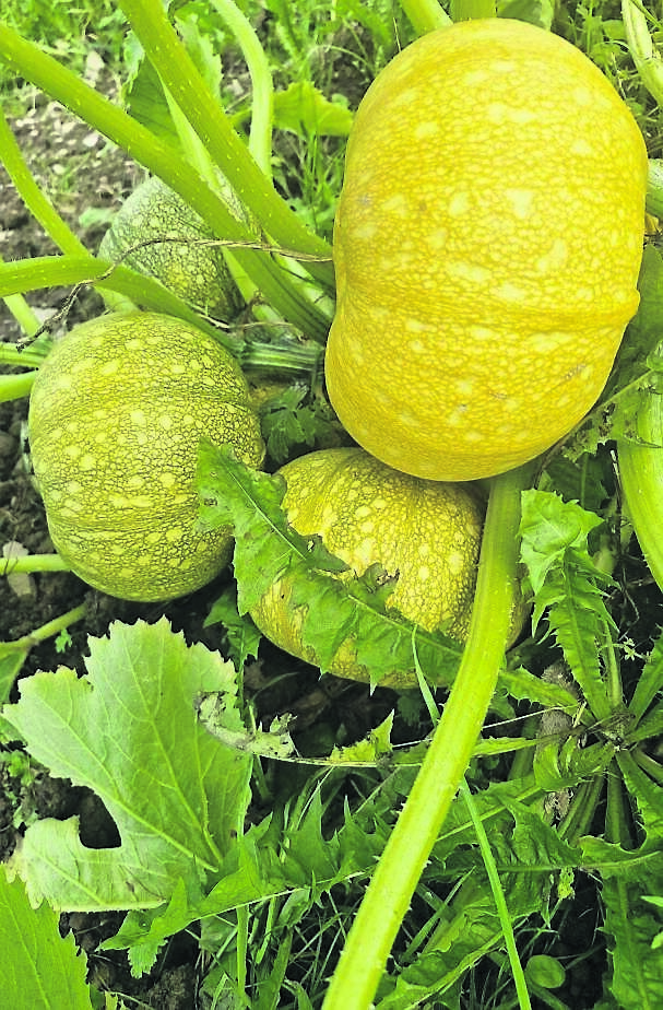 Courgette ‘Tondo di Nizza’ is grown for seed production at True Harvest Seeds Courgette ‘Tondo di Nizza’ is grown for seed production at True Harvest Seeds